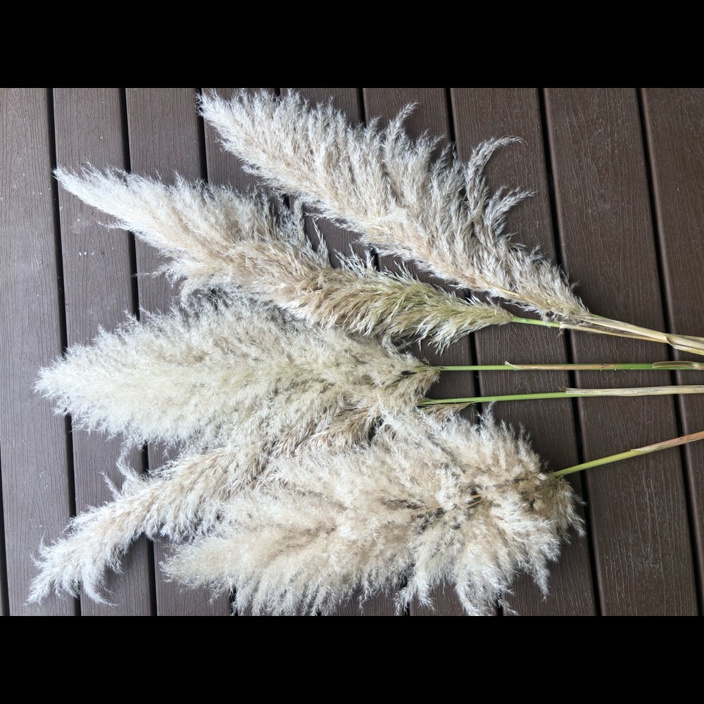 Pampas